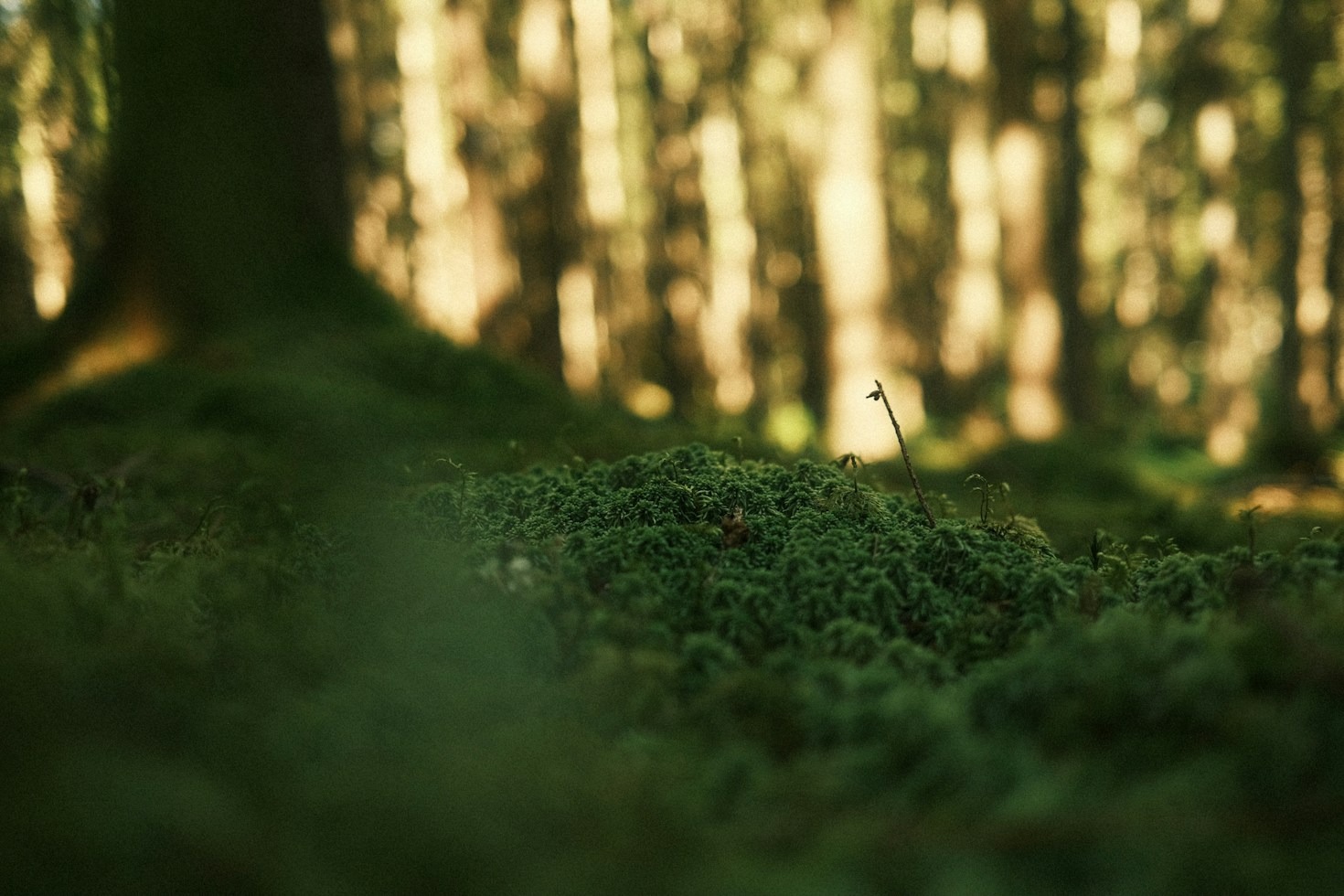 The Role of Self-Compassion in Long-Term Recovery